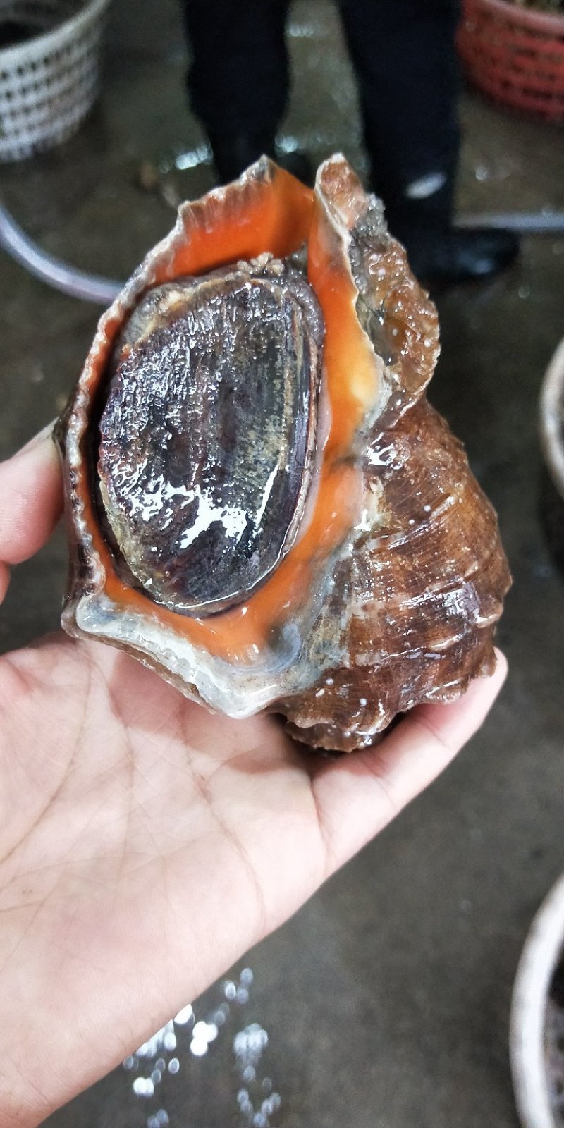 海螺当天现捕地笼大海螺鲜活水产深海捕捞大小规格