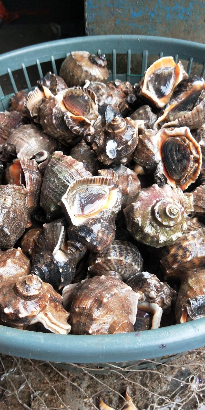 海螺当天现捕地笼大海螺鲜活水产深海捕捞大小规格