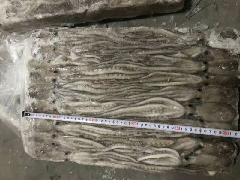 长腿八爪鱼长腿章鱼长腿八爪鱼长腿八爪