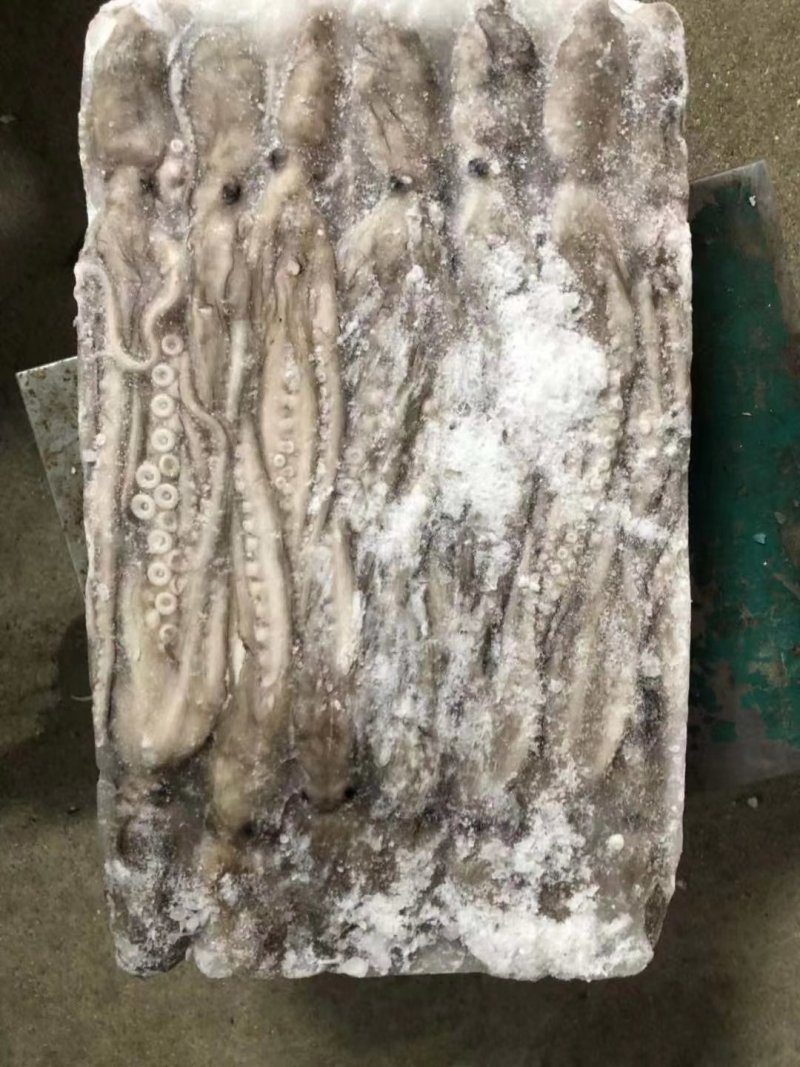 长腿八爪鱼长腿章鱼长腿八爪鱼长腿八爪