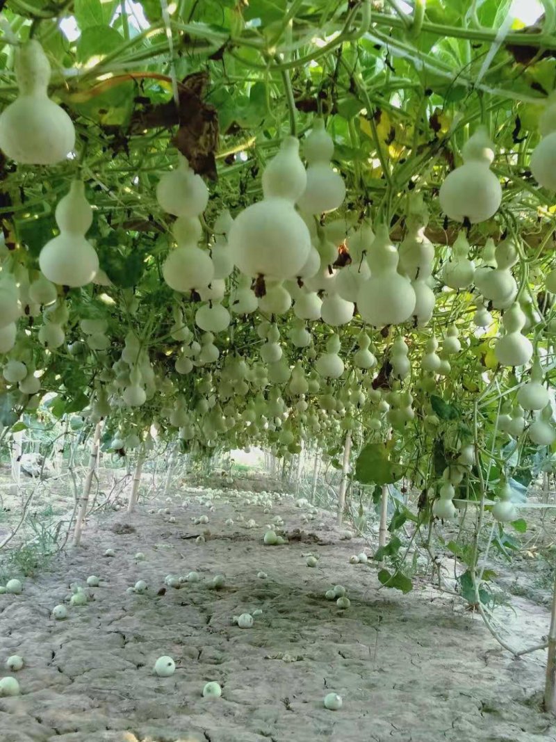 白皮葫芦
