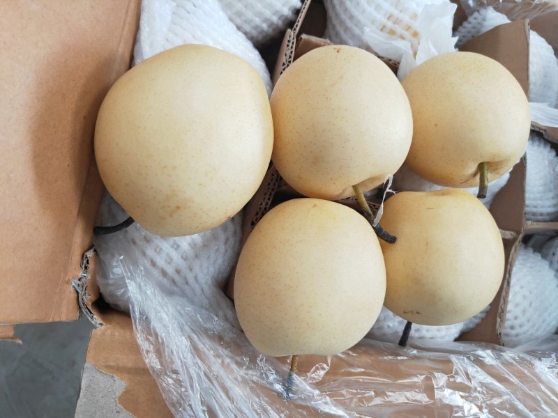 【推荐】青皮皇冠梨大量下树个头大价格便宜助燃梨市一路标升
