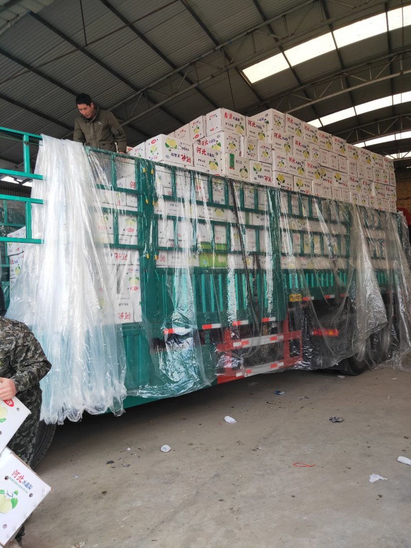 【推荐】青皮皇冠梨大量下树个头大价格便宜助燃梨市一路标升
