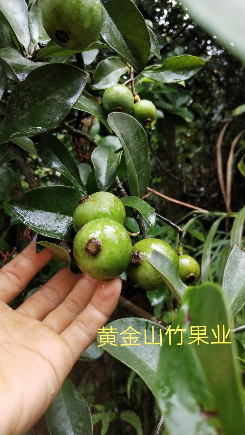 黄金山竹苗阿恰恰超级水果树苗