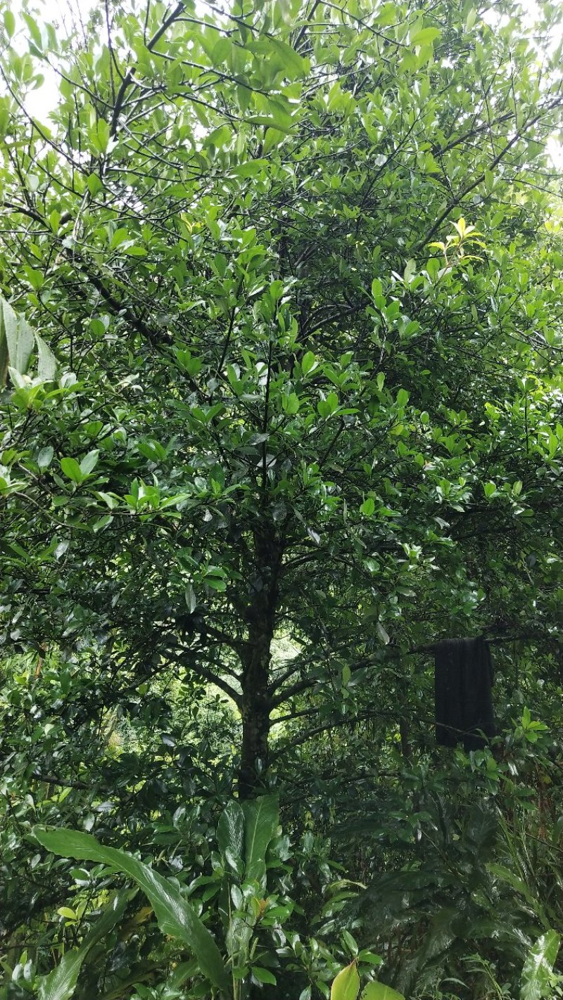 黄金山竹苗阿恰恰超级水果树苗