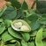大量荷包豆（肾豆）出售，量大从优