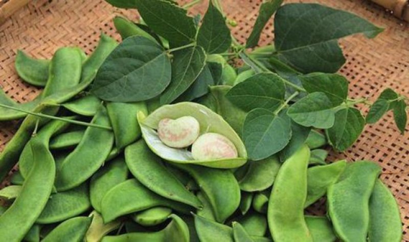 大量荷包豆（肾豆）出售，量大从优
