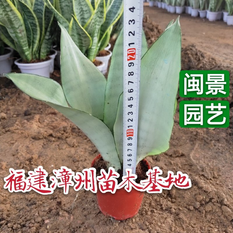 白玉兰虎皮兰高20到25厘米福建漳州苗木基地