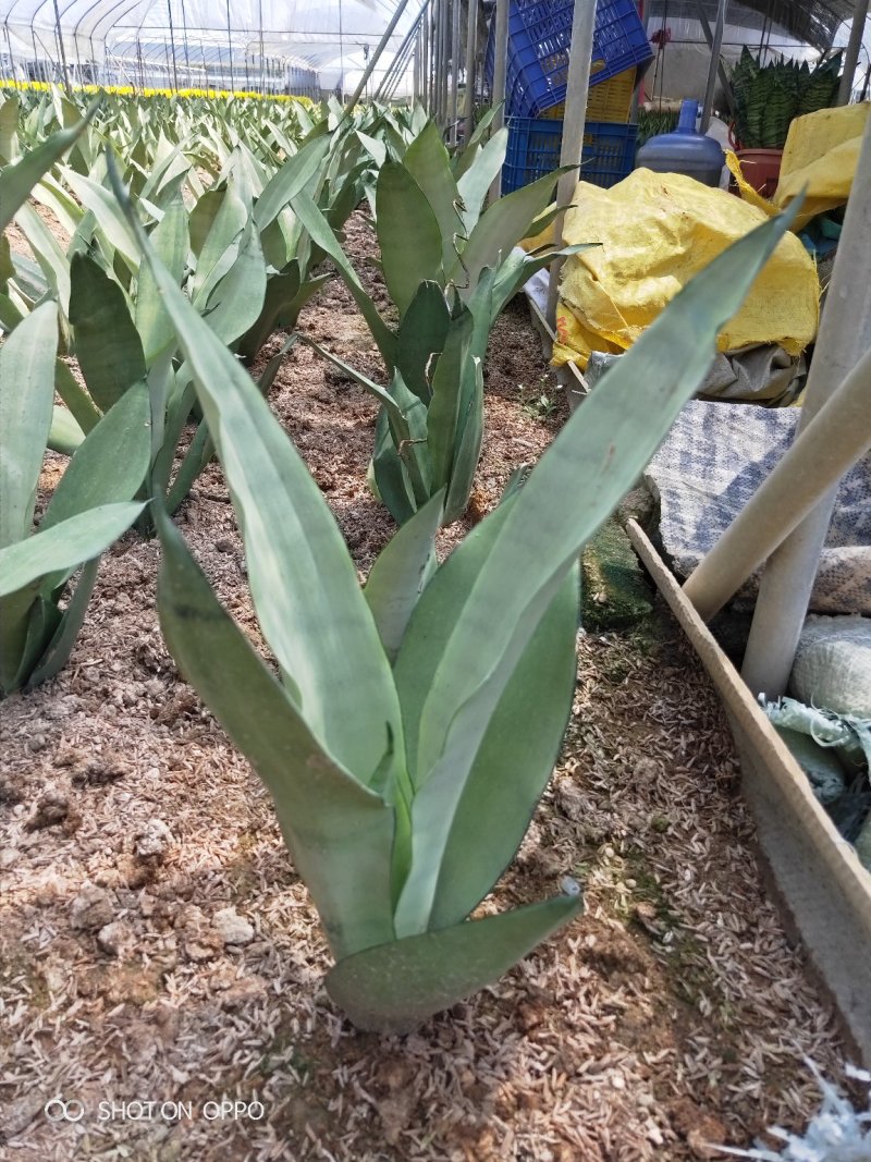 白玉兰虎皮兰高20到25厘米福建漳州苗木基地