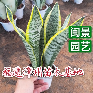 金边虎皮兰多肉植矮金边虎皮兰高20到25厘米福建漳州花卉