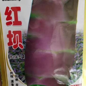 莴笋种子红皮绵蔬红坝紅皮窝笋，脆香青皮莴笋种子