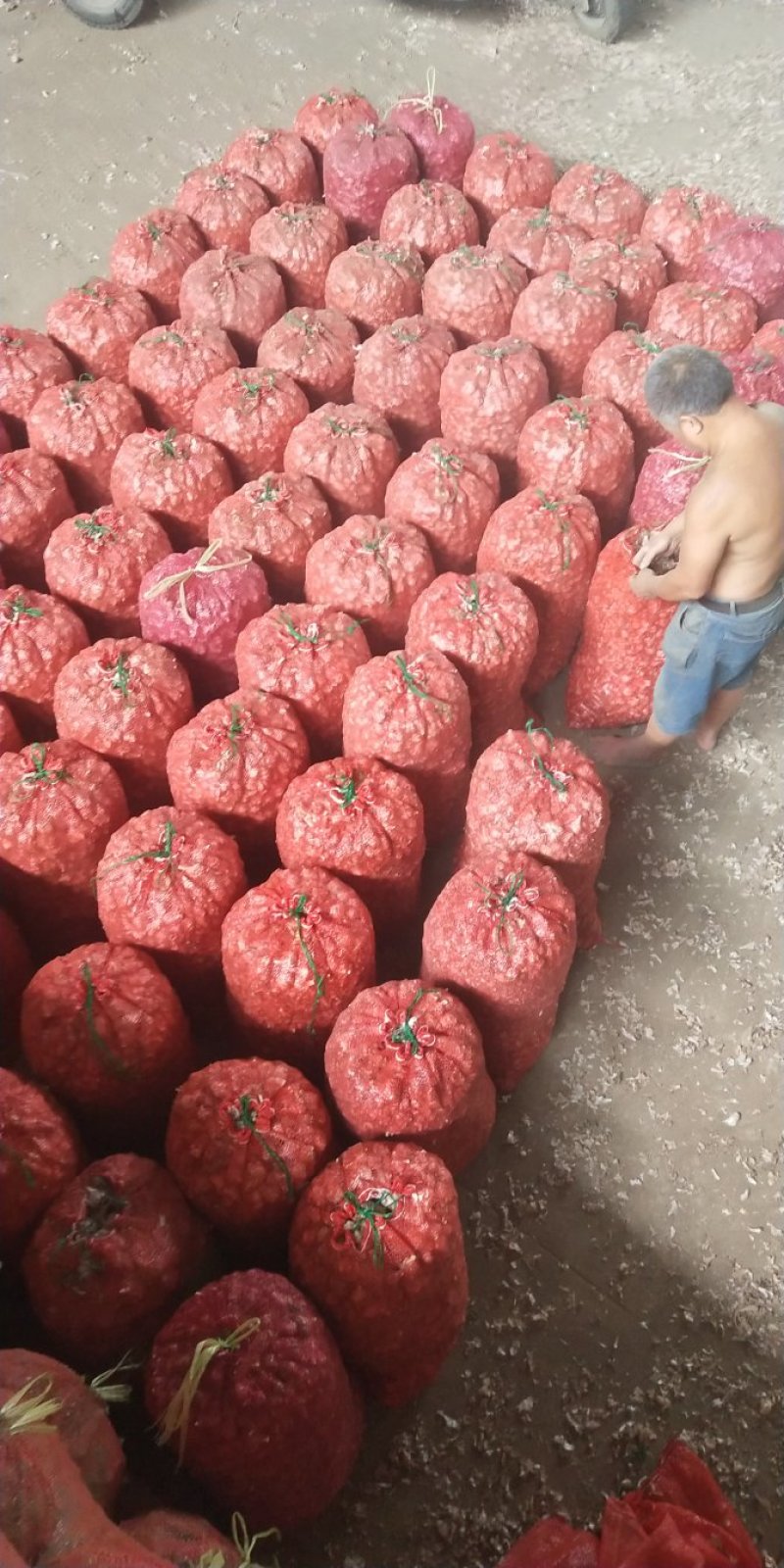 大蒜种硬叶蒜软叶蒜苗蒜苔蒜（产地直供）