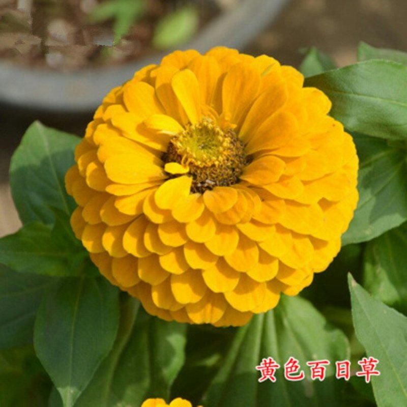 百日草种子花卉种子开花早花期长易种植花大颜色鲜丽亩用7斤