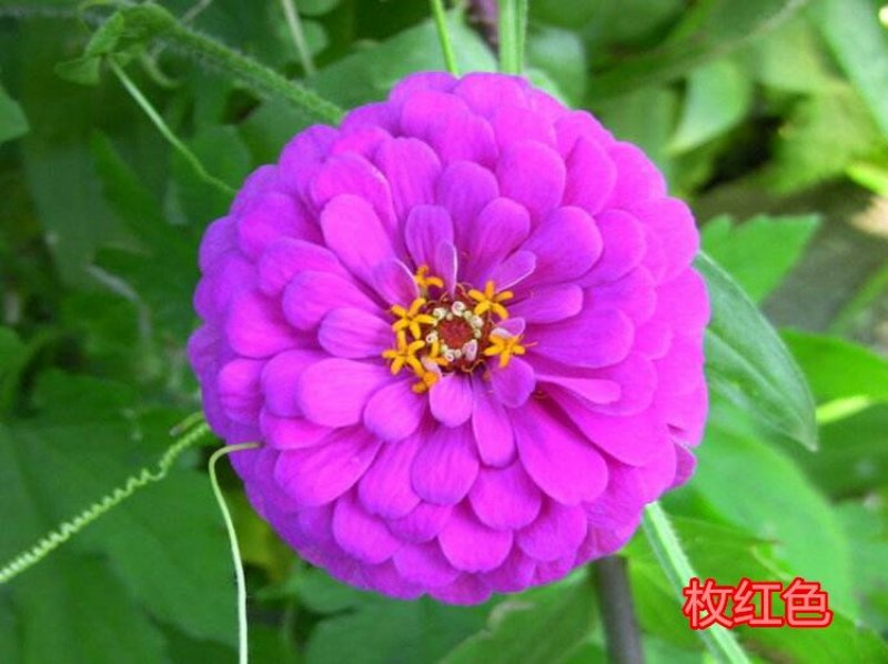 百日草种子花卉种子开花早花期长易种植花大颜色鲜丽亩用7斤