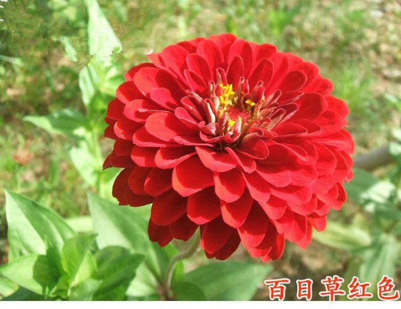 百日草种子花卉种子开花早花期长易种植花大颜色鲜丽亩用7斤