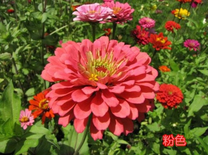 百日草种子花卉种子开花早花期长易种植花大颜色鲜丽亩用7斤