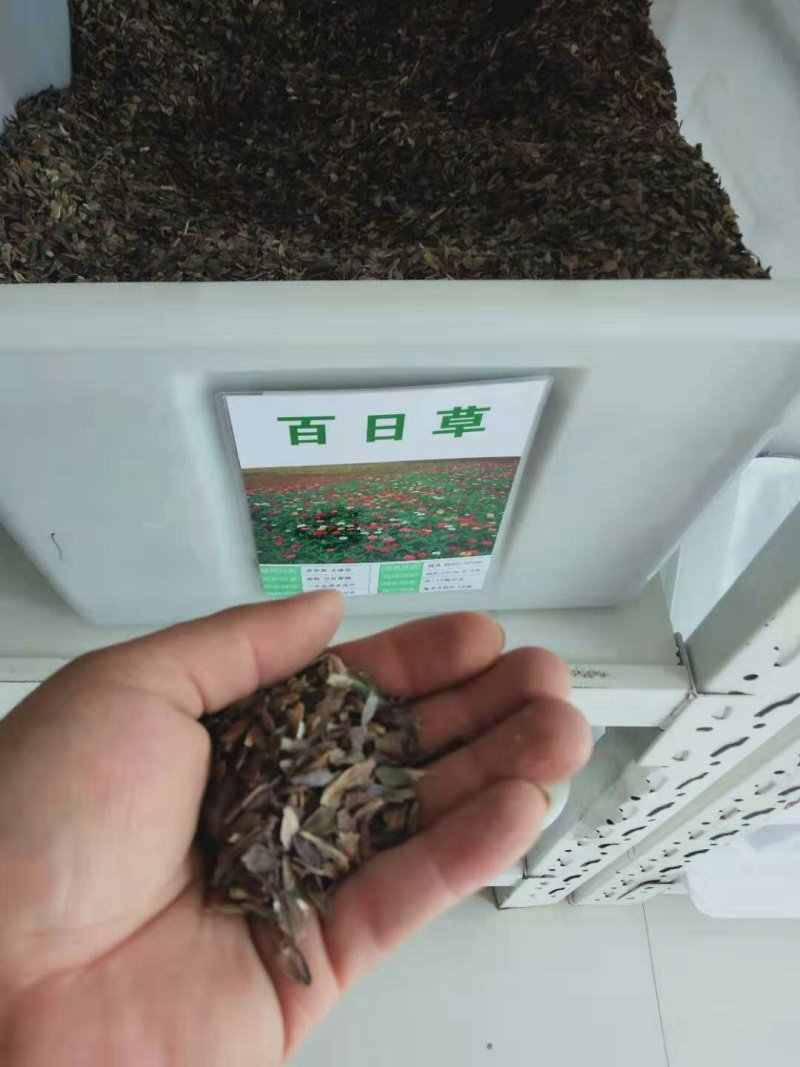 百日草种子花卉种子开花早花期长易种植花大颜色鲜丽亩用7斤