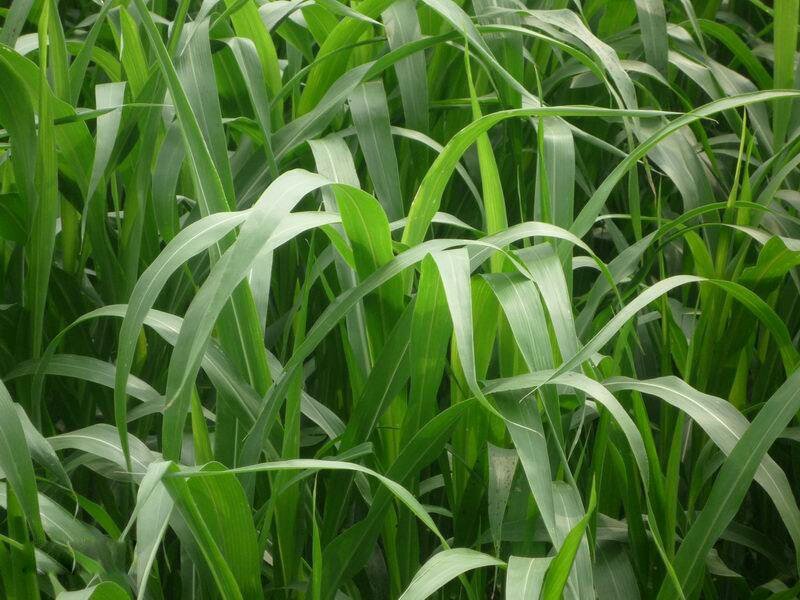 进口高丹王草种子杂交王草种子亩用量6斤养殖牛羊猪畜牧草