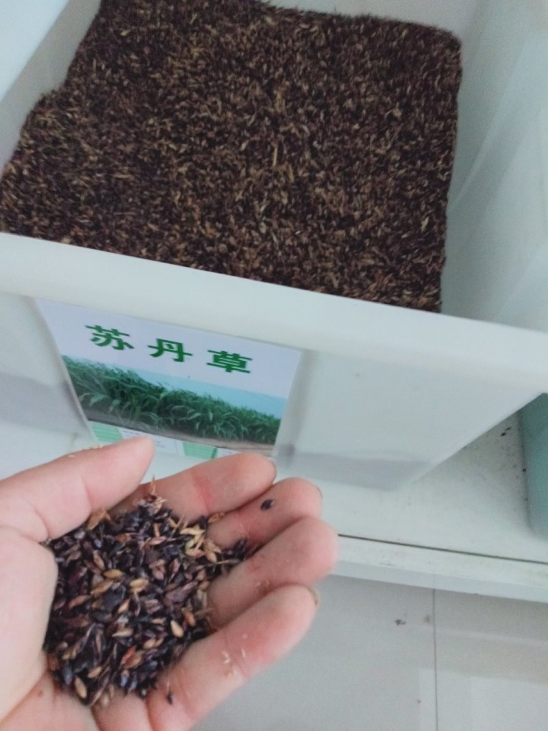 进口苏丹草种子养殖喂鱼的牧草种子喂养猪牛羊马草籽