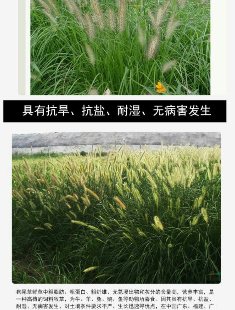 狗尾草种子旱地牧草观赏型护坡狗尾巴草种子量大优惠