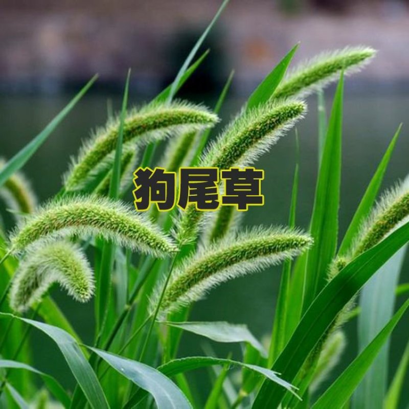 狗尾草种子多年生易种植山坡复绿护坡狗尾巴草种子牧草种子