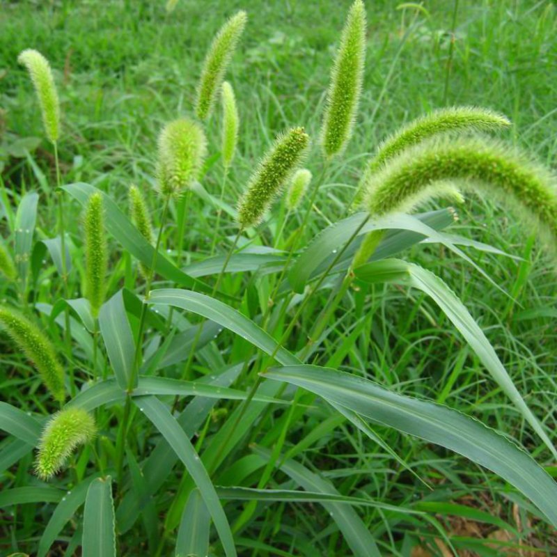 狗尾草种子多年生易种植山坡复绿护坡狗尾巴草种子牧草种子