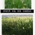 狗尾草种子多年生易种植山坡复绿护坡狗尾巴草种子牧草种子