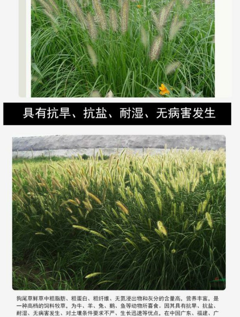 狗尾草种子多年生易种植山坡复绿护坡狗尾巴草种子牧草种子