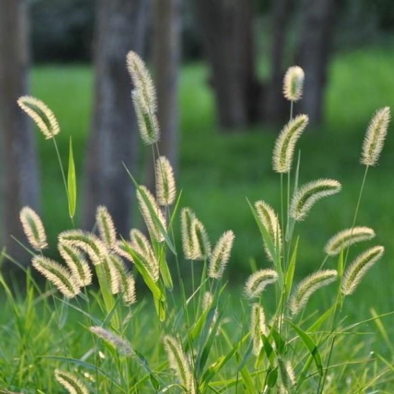 狗尾草种子多年生易种植山坡复绿护坡狗尾巴草种子牧草种子