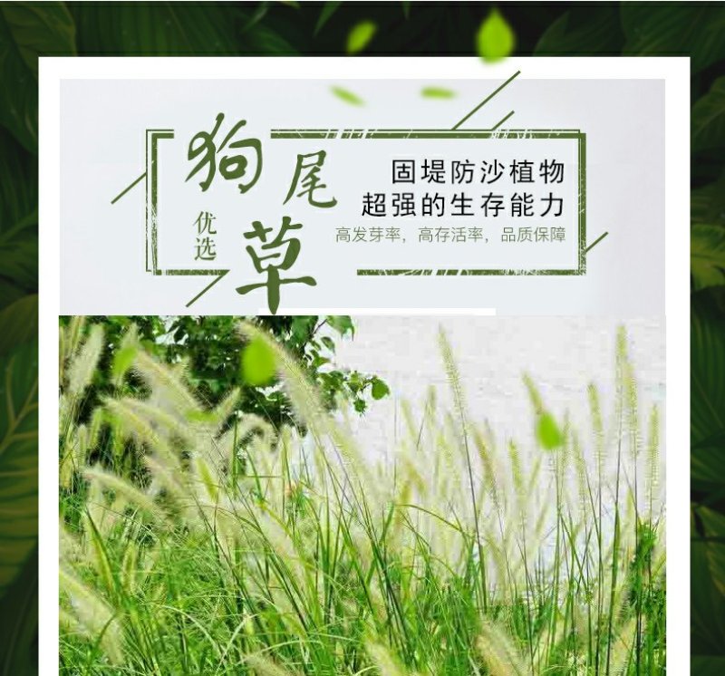 狗尾草种子多年生易种植山坡复绿护坡狗尾巴草种子牧草种子