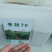 进口多年生黑麦草种子牧草种子易种植耐寒产量高营养丰富
