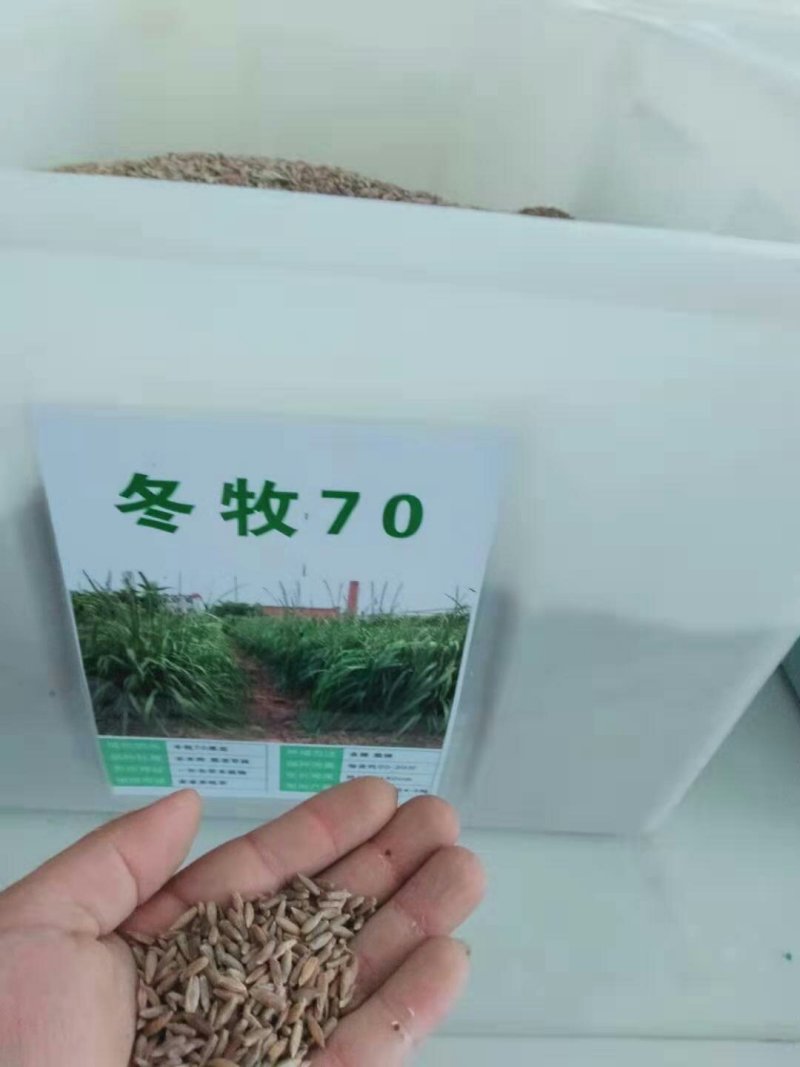 进口多年生黑麦草种子牧草种子易种植耐寒产量高营养丰富
