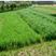 进口多年生黑麦草种子牧草种子易种植耐寒产量高营养丰富