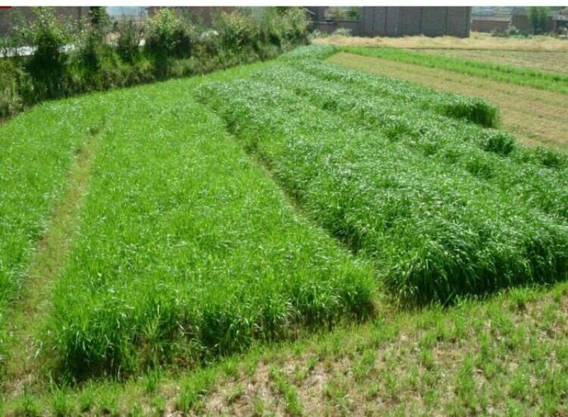 进口多年生黑麦草种子牧草种子易种植耐寒产量高营养丰富