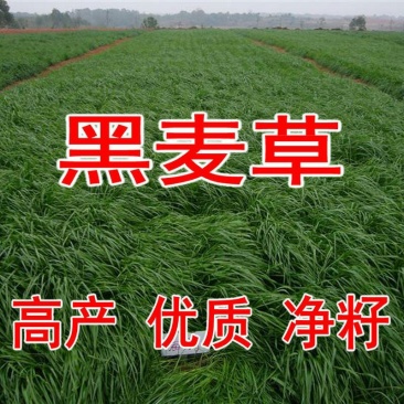 进口多年生黑麦草种子牧草种子易种植耐寒产量高营养丰富