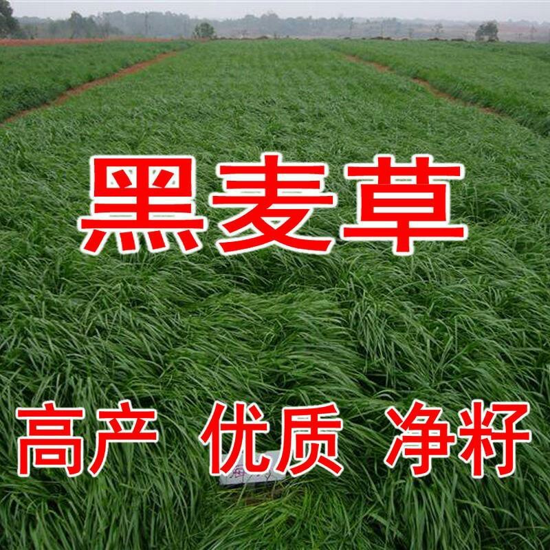 进口多年生黑麦草种子牧草种子易种植耐寒产量高营养丰富