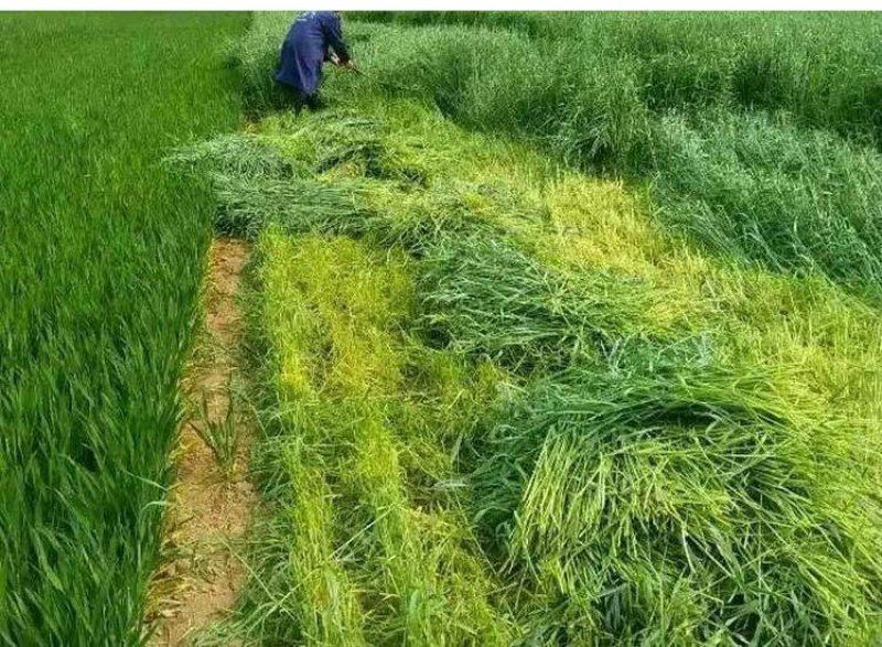 进口耐寒牧草种子多年生黑麦草种子可喂鸡鸭鹅猪牛羊鱼草