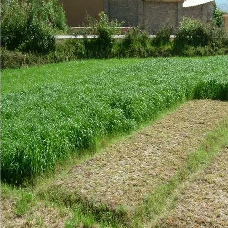 进口耐寒牧草种子多年生黑麦草种子可喂鸡鸭鹅猪牛羊鱼草