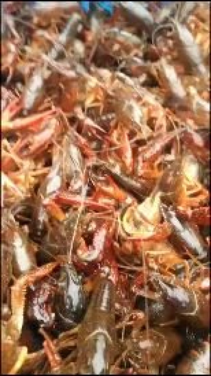 大龙虾清水龙虾，