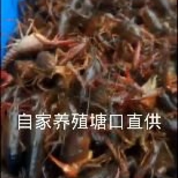 大龙虾清水龙虾，
