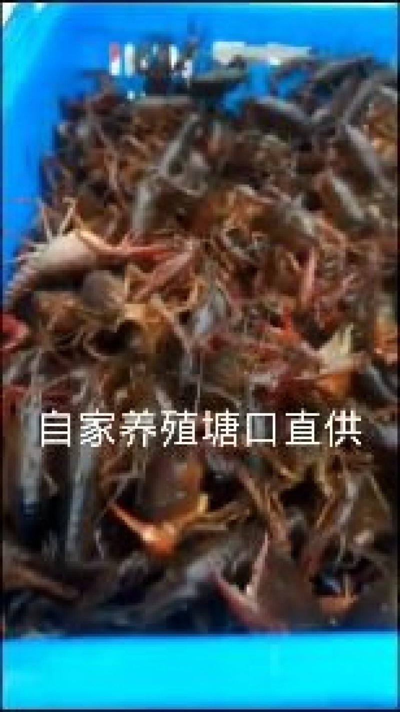 大龙虾清水龙虾，
