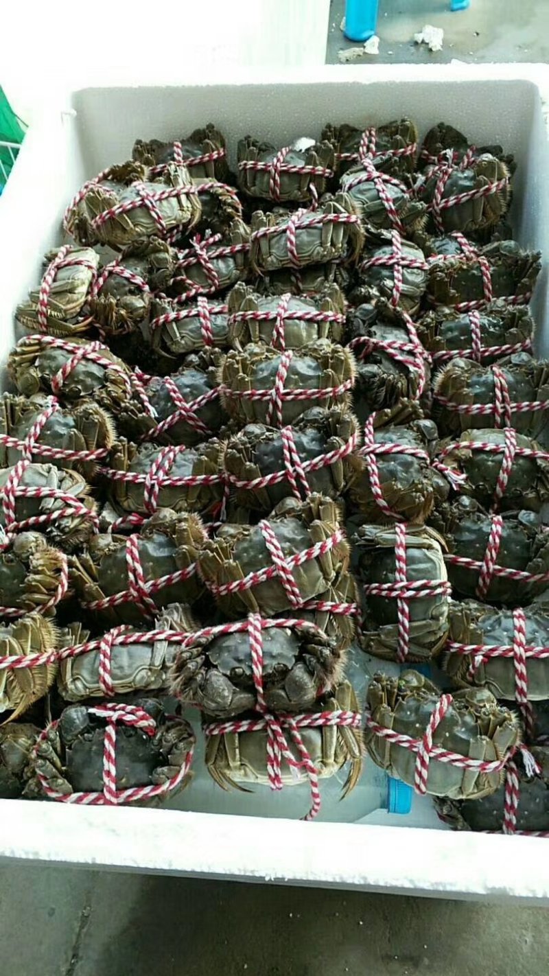大闸蟹六月黄毛蟹