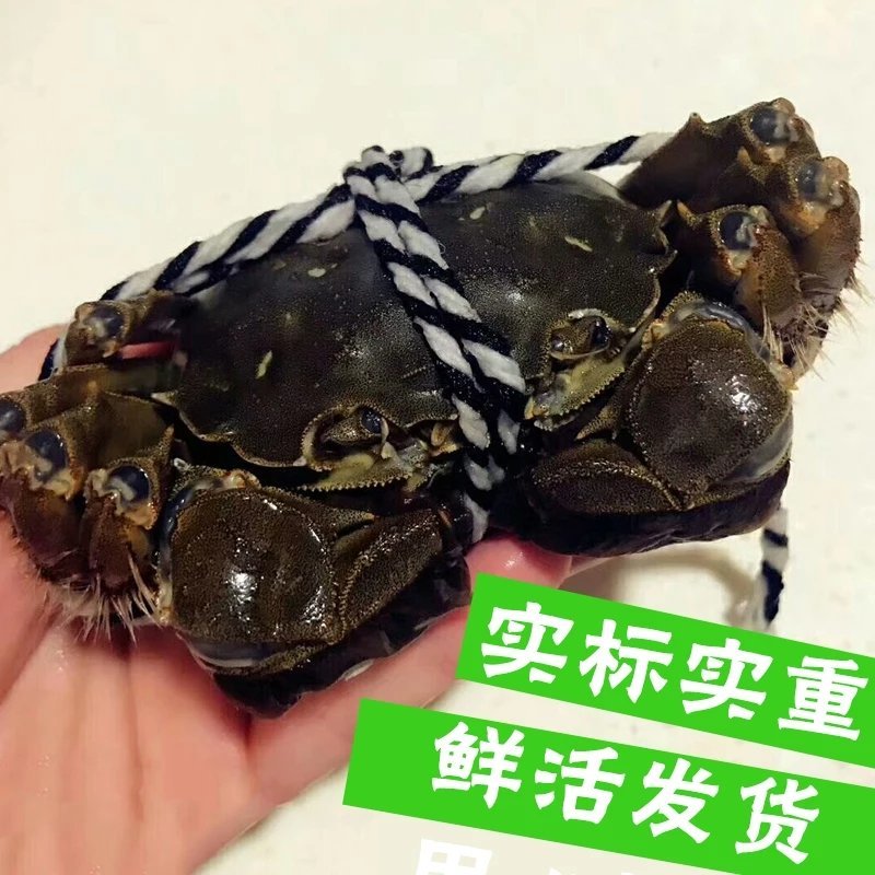 大闸蟹六月黄毛蟹