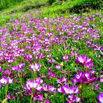 紫云英种子红花草种子果园绿肥改善土壤蜜源植物可做牧草
