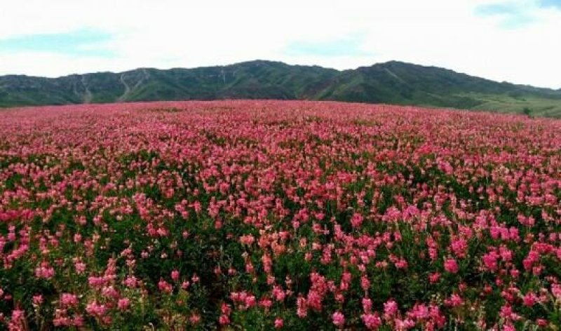 红豆草种子护坡草种耐寒耐旱盐碱草籽牧草观赏保土绿肥兼用型