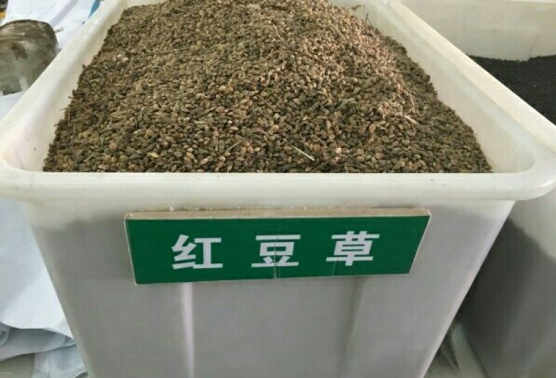 红豆草种子护坡草种耐寒耐旱盐碱草籽牧草观赏保土绿肥兼用型