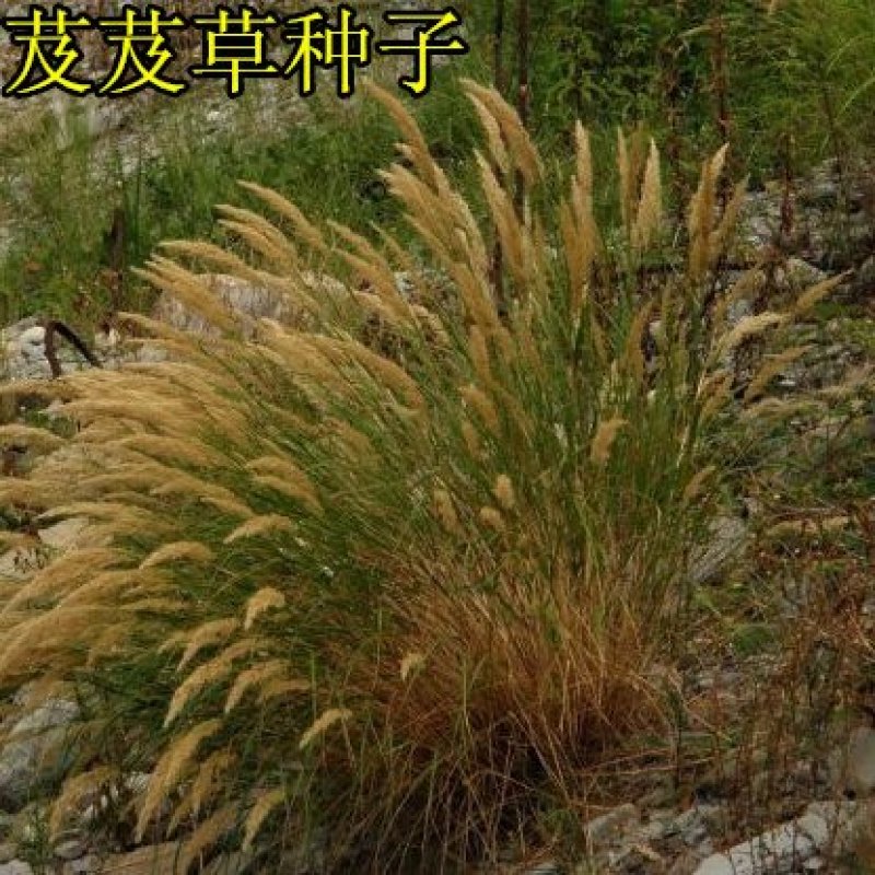 芨芨草种子芨芨草优质牧草种子水草绿化种子耐旱防风固沙