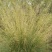 芨芨草种子芨芨草优质牧草种子水草绿化种子耐旱防风固沙