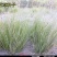 芨芨草种子芨芨草优质牧草种子水草绿化种子耐旱防风固沙
