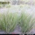 牧草种子优质芨芨草种子积机草种子席萁草种子家禽饲料耐盐碱